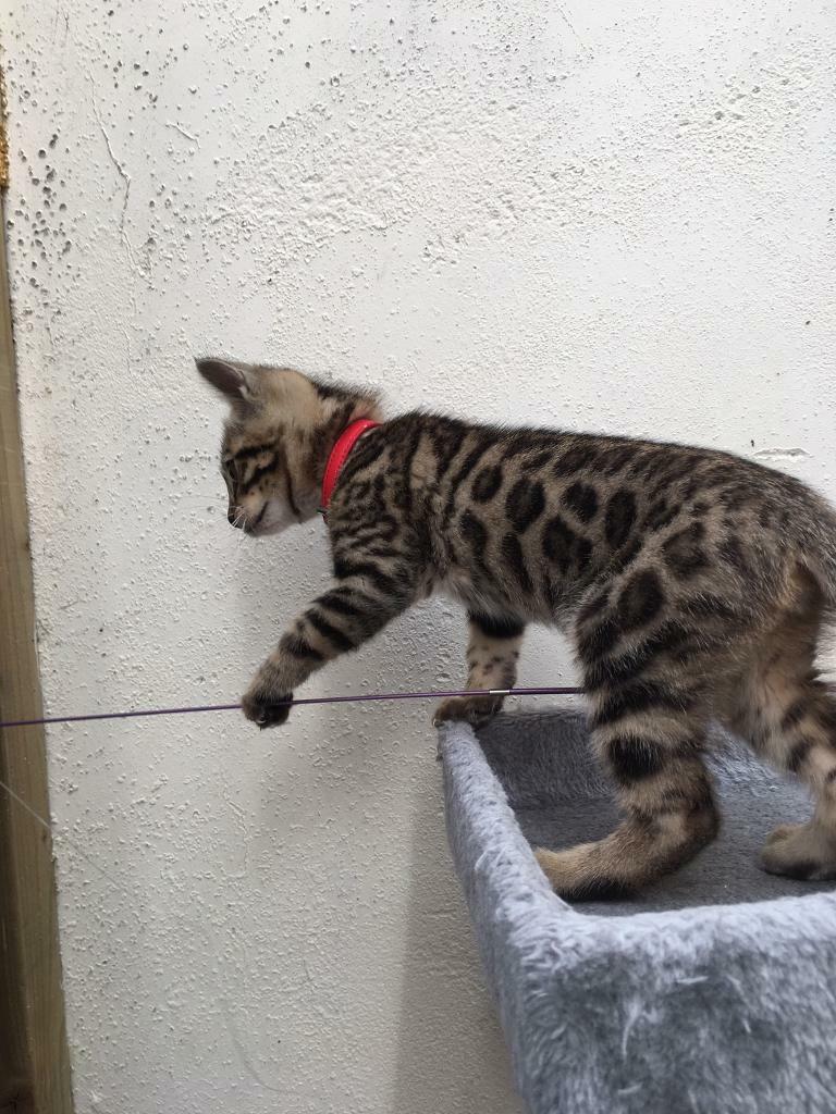 tree litter kitten